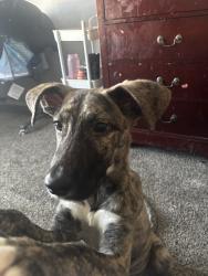 Lost Male Dog last seen Ann arbor, Oklahoma City, OK 73127