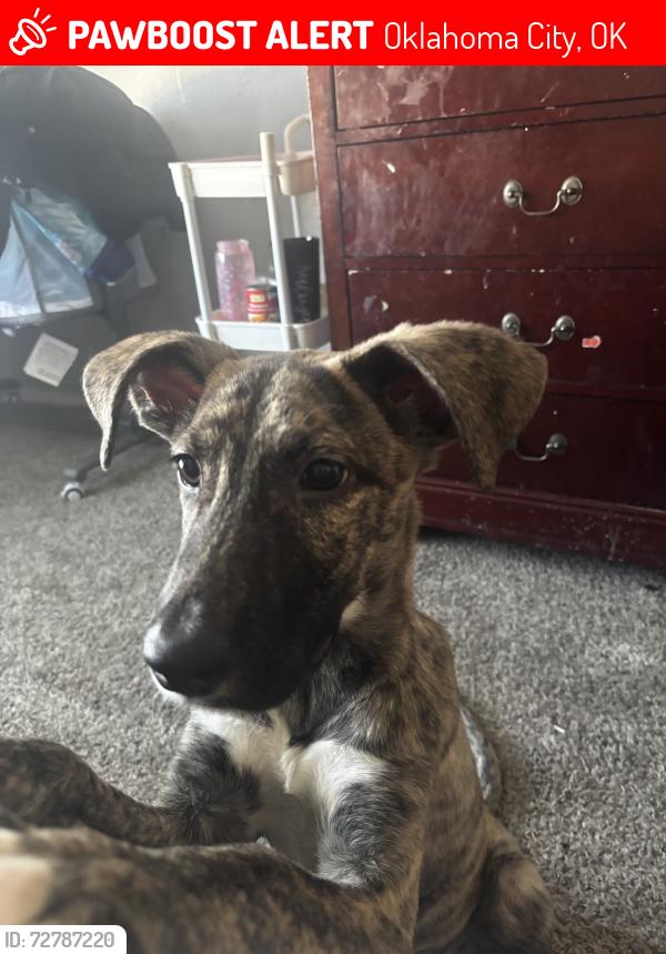 Lost Male Dog last seen Ann arbor, Oklahoma City, OK 73127