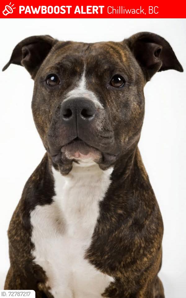 Lost Female Dog last seen Yale road, yeli deli restaurant, near freshco, Chilliwack, BC 