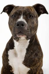 Lost Female Dog last seen Yale road, yeli deli restaurant, near freshco, Chilliwack, BC 