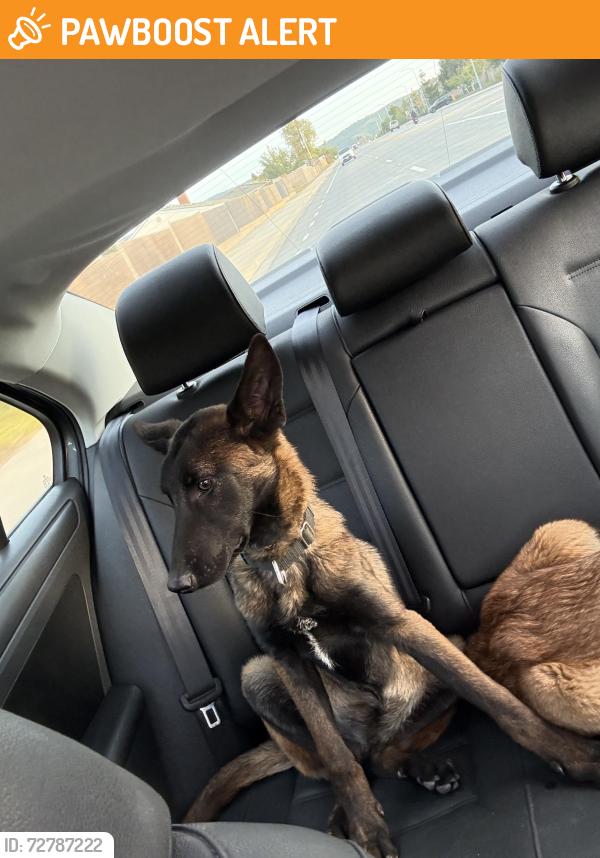 Found/Stray Unknown Dog last seen Point Sal Hike, Santa Barbara County, CA 93434