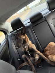 Found/Stray Unknown Dog last seen Point Sal Hike, Santa Barbara County, CA 93434