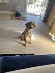 Lost Female Dog last seen Jefferson Blvd , Henderson, NV 89011