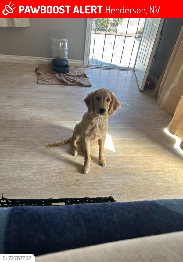 Lost Female Dog last seen Jefferson Blvd , Henderson, NV 89011