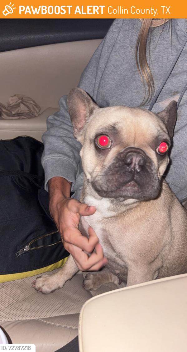 Found/Stray Female Dog last seen county road 958, Collin County, TX 75407