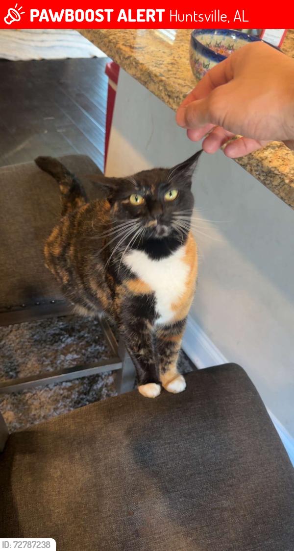Lost Female Cat last seen Neighborhood, Huntsville, AL 35806