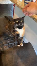 Lost Female Cat last seen Neighborhood, Huntsville, AL 35806