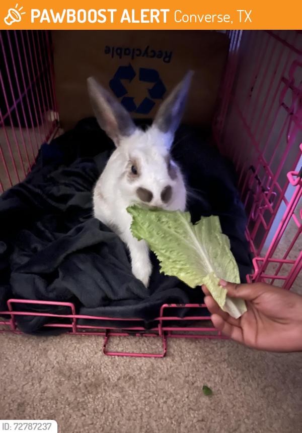 Found/Stray Male Rabbit last seen Fields of dover area behind the dutch bros, Converse, TX 78109