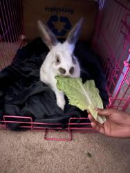 Found/Stray Male Rabbit last seen Fields of dover area behind the dutch bros, Converse, TX 78109