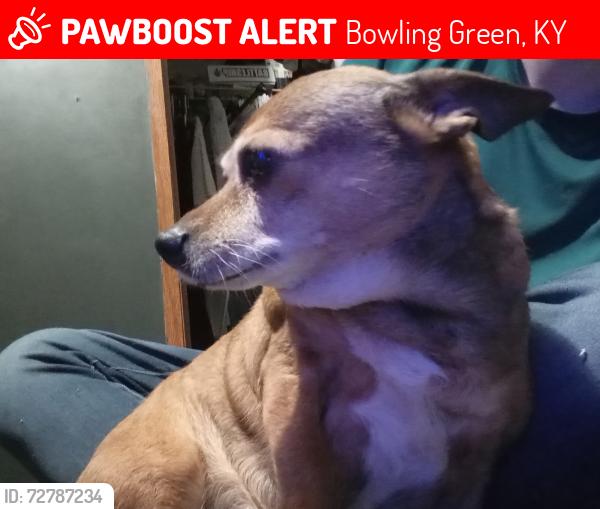 Lost Female Dog last seen Near Nashville Rd , Bowling Green, KY 42101