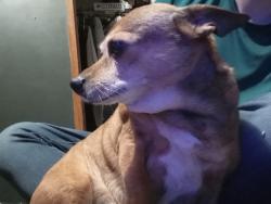 Lost Female Dog last seen Near Nashville Rd , Bowling Green, KY 42101