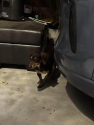 Found/Stray Male Dog last seen Swallow drive, Vista, CA 92083