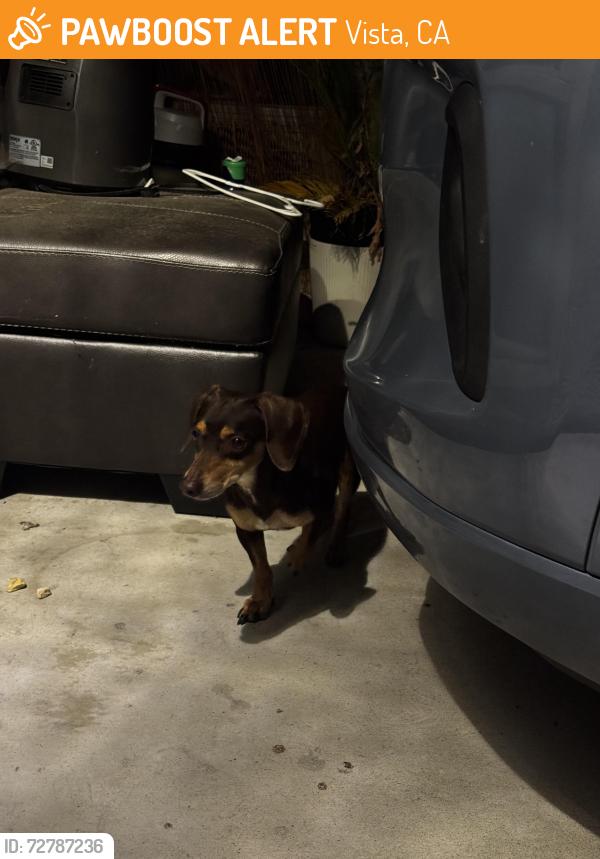 Found/Stray Male Dog last seen Swallow drive, Vista, CA 92083