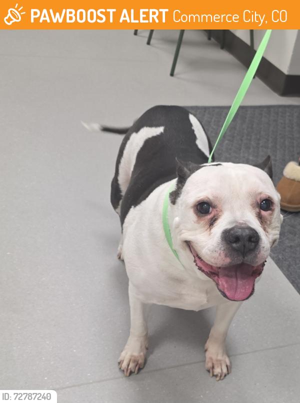 Found/Stray Female Dog last seen Chambers and 104th, Commerce City, CO 80022