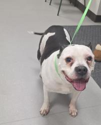 Found/Stray Female Dog last seen Chambers and 104th, Commerce City, CO 80022