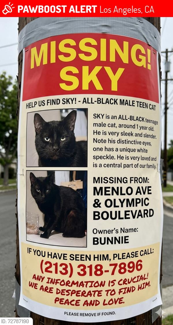 Lost Male Cat last seen Olympic boulevard yeah, Los Angeles, CA 90006