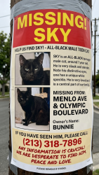 Lost Male Cat last seen Olympic boulevard yeah, Los Angeles, CA 90006
