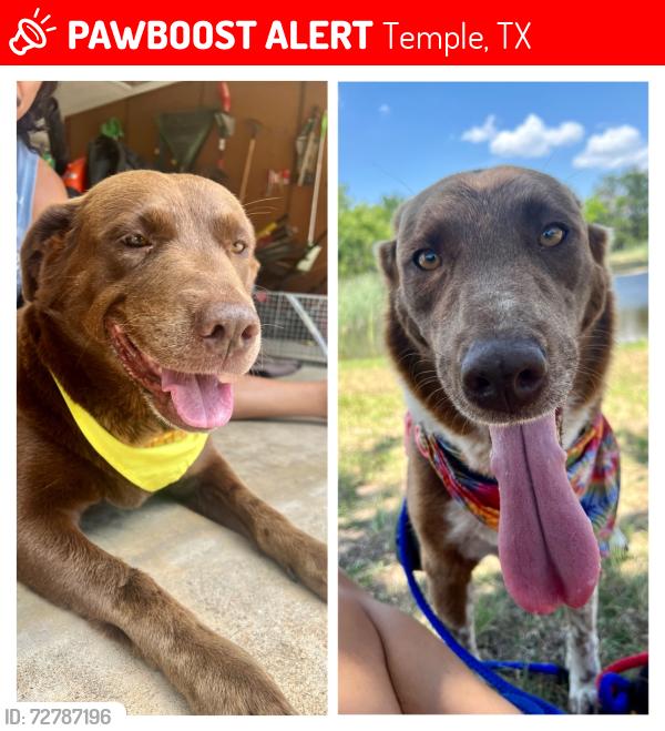 Lost Female Dog last seen Lions park/Robinhood Dr, Temple, TX 76508