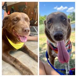 Lost Female Dog last seen Lions park/Robinhood Dr, Temple, TX 76508