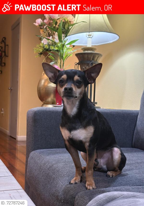 Lost Male Dog last seen Highland , Salem, OR 97301