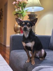 Lost Male Dog last seen Highland , Salem, OR 97301