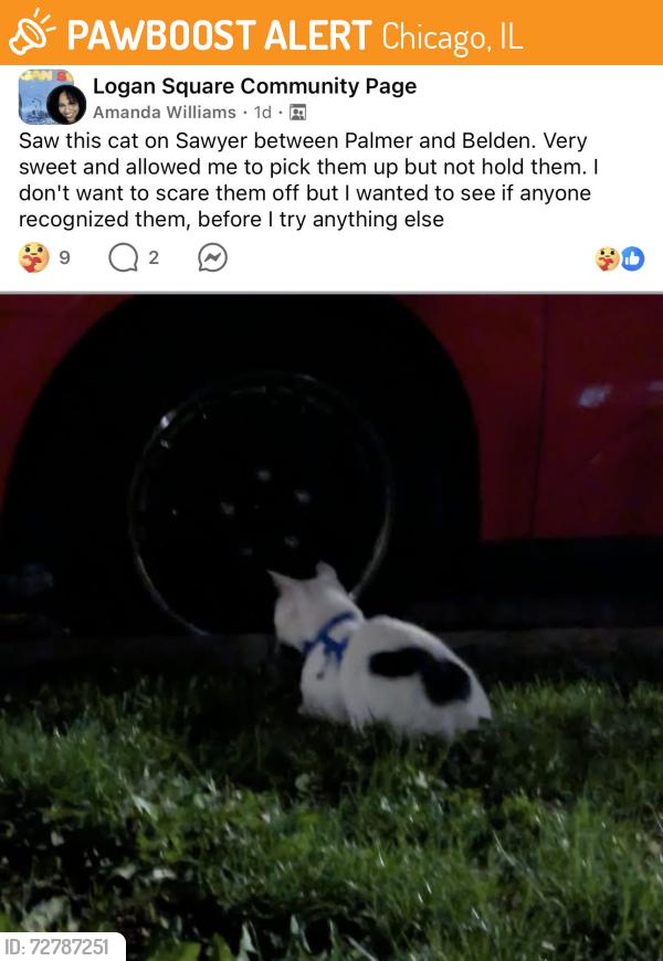 Found/Stray Unknown Cat last seen Logan Square, Chicago, IL 60647