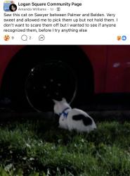 Found/Stray Unknown Cat last seen Logan Square, Chicago, IL 60647