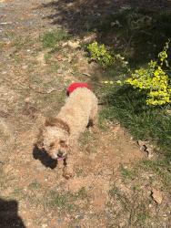 Lost Male Dog last seen Near Darel st Suitland , Camp Springs, MD 20746