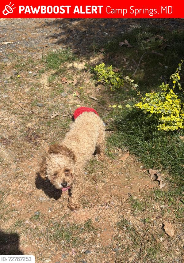 Lost Male Dog last seen Near Darel st Suitland , Camp Springs, MD 20746