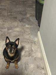 Lost Male Dog last seen Manton ave and or challstone, Providence, RI 02909