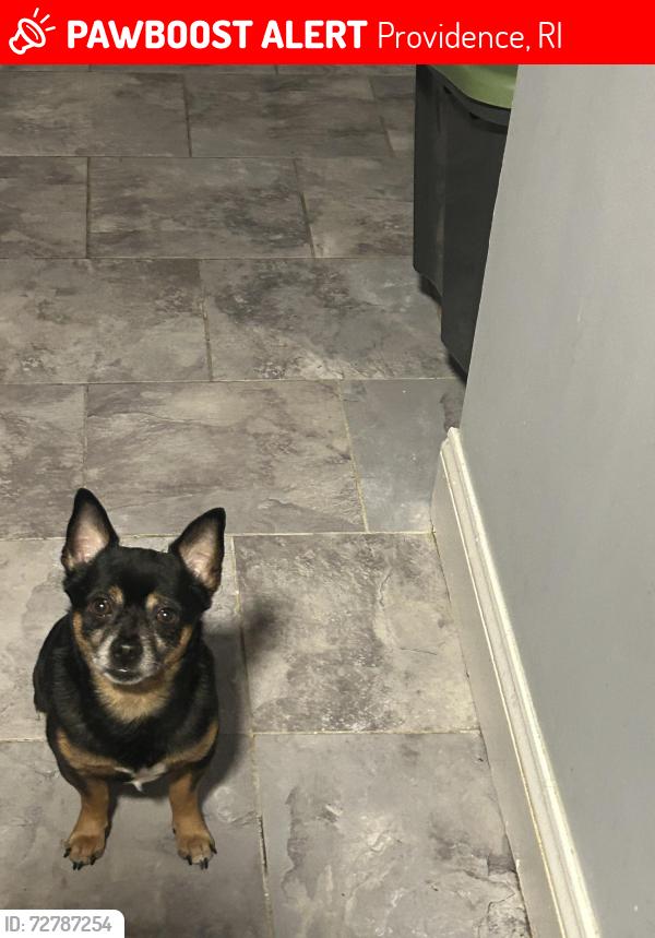 Lost Male Dog last seen Manton ave and or challstone, Providence, RI 02909