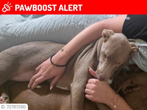 Lost Female Dog last seen Near hwy, Chesterfield County, SC 29584