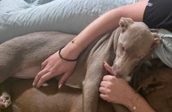 Lost Female Dog last seen Near hwy, Chesterfield County, SC 29584