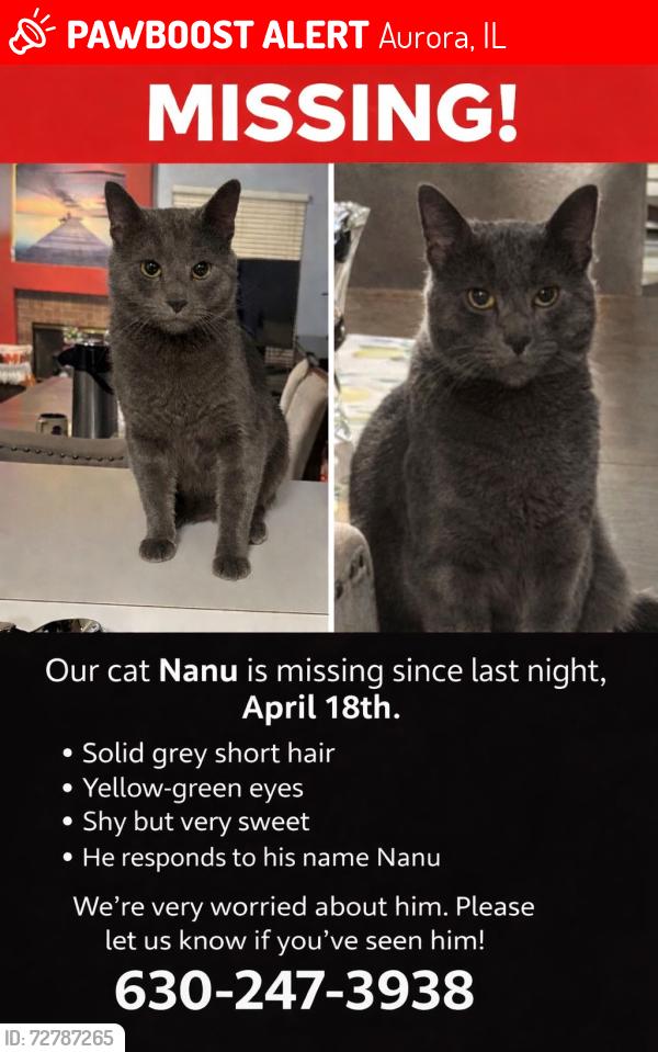 Lost Male Cat last seen Near Shadybrook ln, Aurora, IL 60504