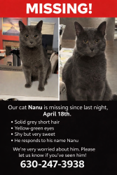 Lost Male Cat last seen Near Shadybrook ln, Aurora, IL 60504