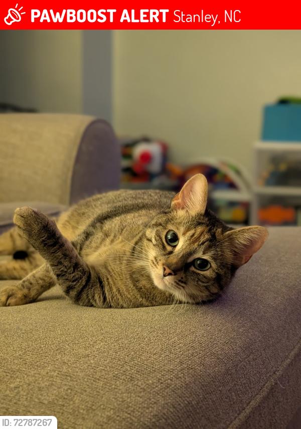 Lost Female Cat last seen Stanley, NC, Stanley, NC 28164