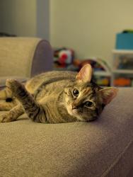 Lost Female Cat last seen Stanley, NC, Stanley, NC 28164