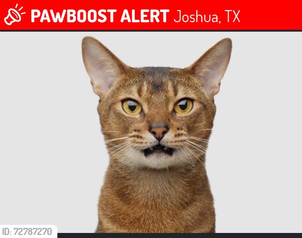 Lost Unknown Cat last seen Ranchette/taylor  drive joshua tx, Joshua, TX 76058
