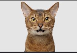 Lost Unknown Cat last seen Ranchette/taylor  drive joshua tx, Joshua, TX 76058