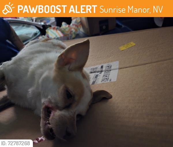 Found/Stray Female Dog last seen Hollywood and lake mead, Sunrise Manor, NV 89156