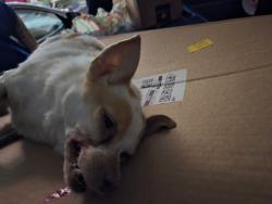 Found/Stray Female Dog last seen Hollywood and lake mead, Sunrise Manor, NV 89156
