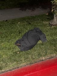 Found/Stray Unknown Dog last seen Merced Ave, Baldwin Park, CA 91706