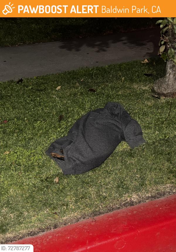 Found/Stray Unknown Dog last seen Merced Ave, Baldwin Park, CA 91706