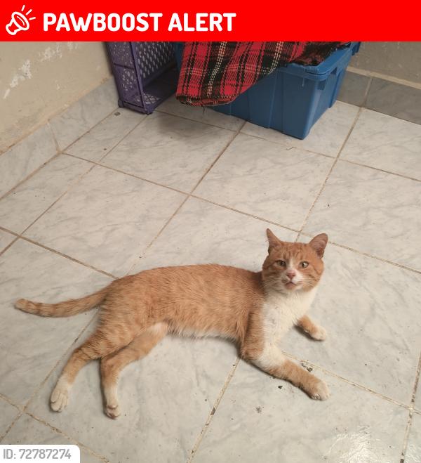 Lost Male Cat last seen Son Pedro y lomas del pedregal, León de los Aldama, Gto. 37353