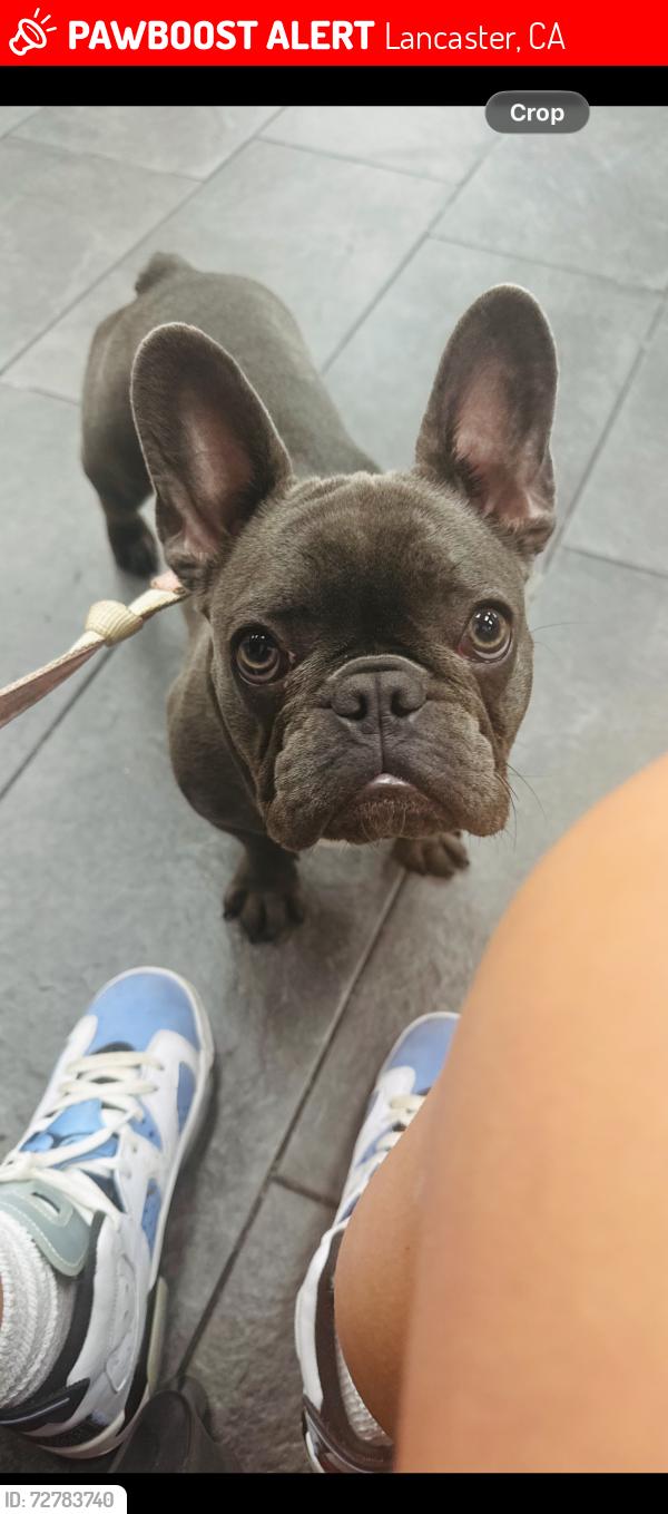 Lost Female Dog last seen 80th west Ave I , Lancaster, CA 93536