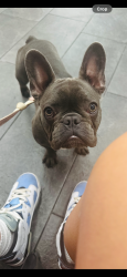 Lost Female Dog last seen 80th west Ave I , Lancaster, CA 93536