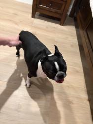 Found/Stray Female Dog last seen Valley Glen by the 170, Los Angeles, CA 91496