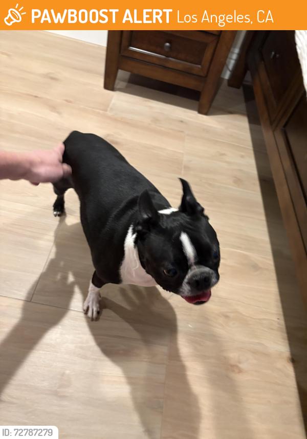Found/Stray Female Dog last seen Valley Glen by the 170, Los Angeles, CA 91496