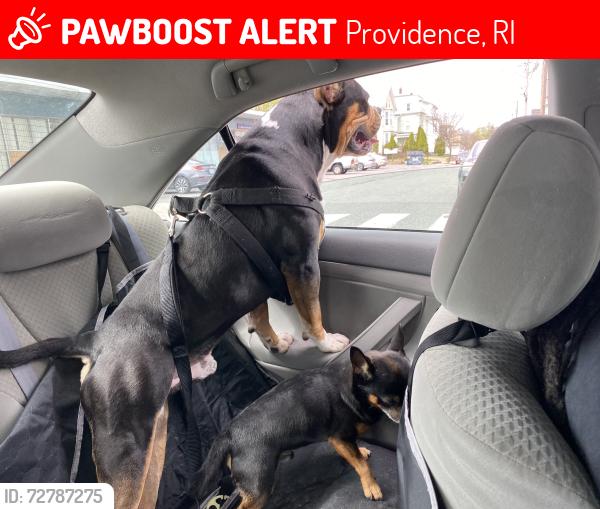 Lost Male Dog last seen Manton ave and or chalkstone , Providence, RI 02909