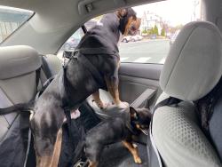 Lost Male Dog last seen Manton ave and or chalkstone , Providence, RI 02909